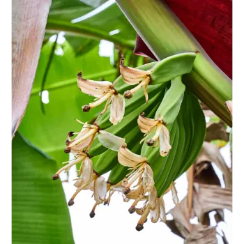 Fresh Banana Flower